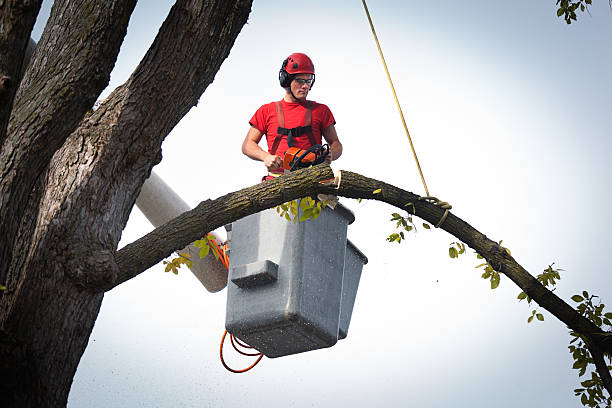 Seasonal Cleanup (Spring/Fall) in Sparks, NV