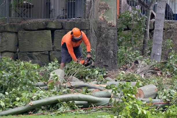 How Our Tree Care Process Works  in  Sparks, NV