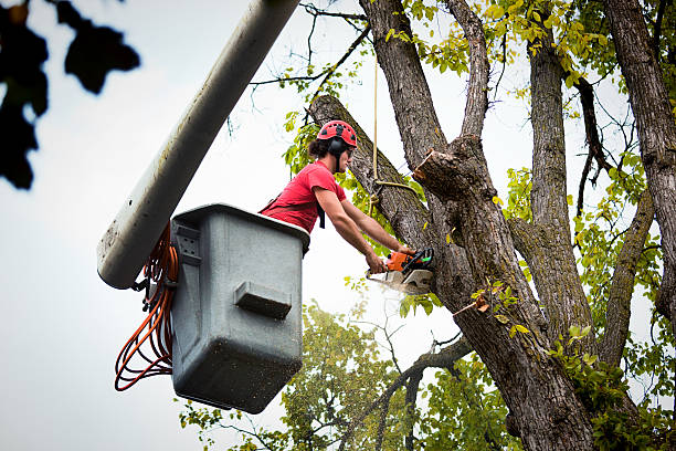 Best Tree Health Inspection  in Sparks, NV